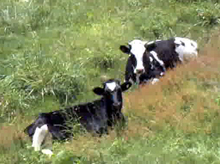 スカイライン近くに居た放牧牛