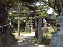安産松と津神島神社
