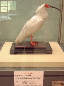 キンの剥製 キンの剥製
