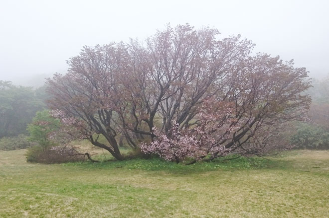 妙見の千竜桜